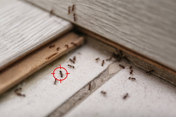 Pest Control for Restaurants in Clinton, SC